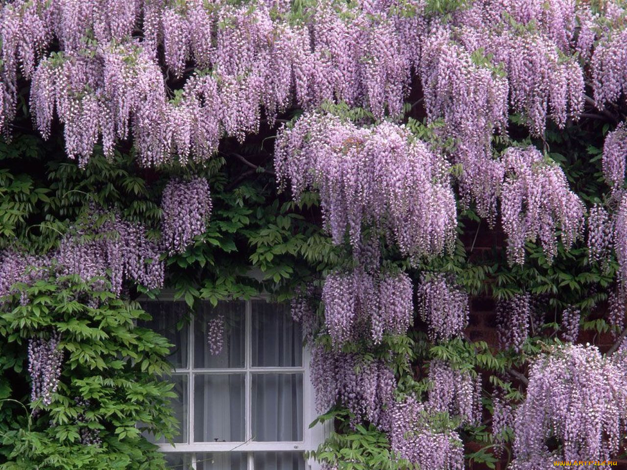 Глициния Wisteria sinensis